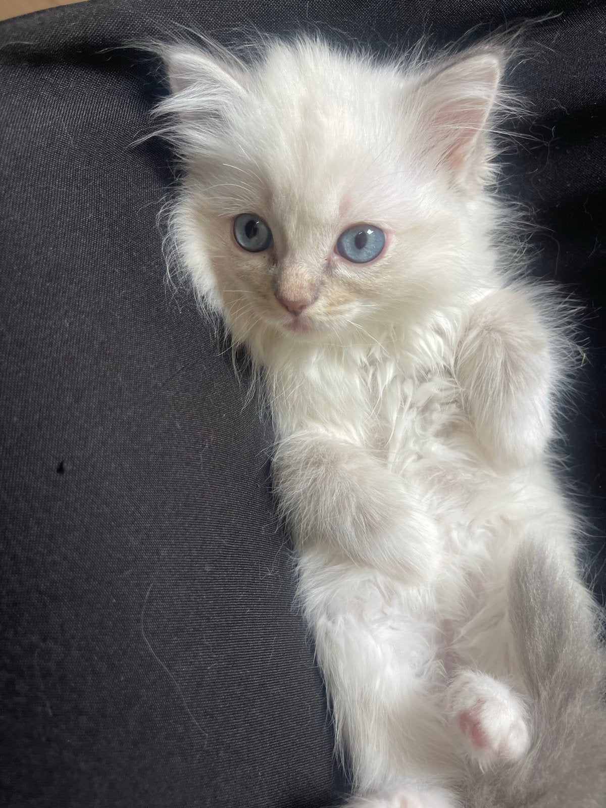 Ragdol 100% blue mitted lynx, Meerdere dieren