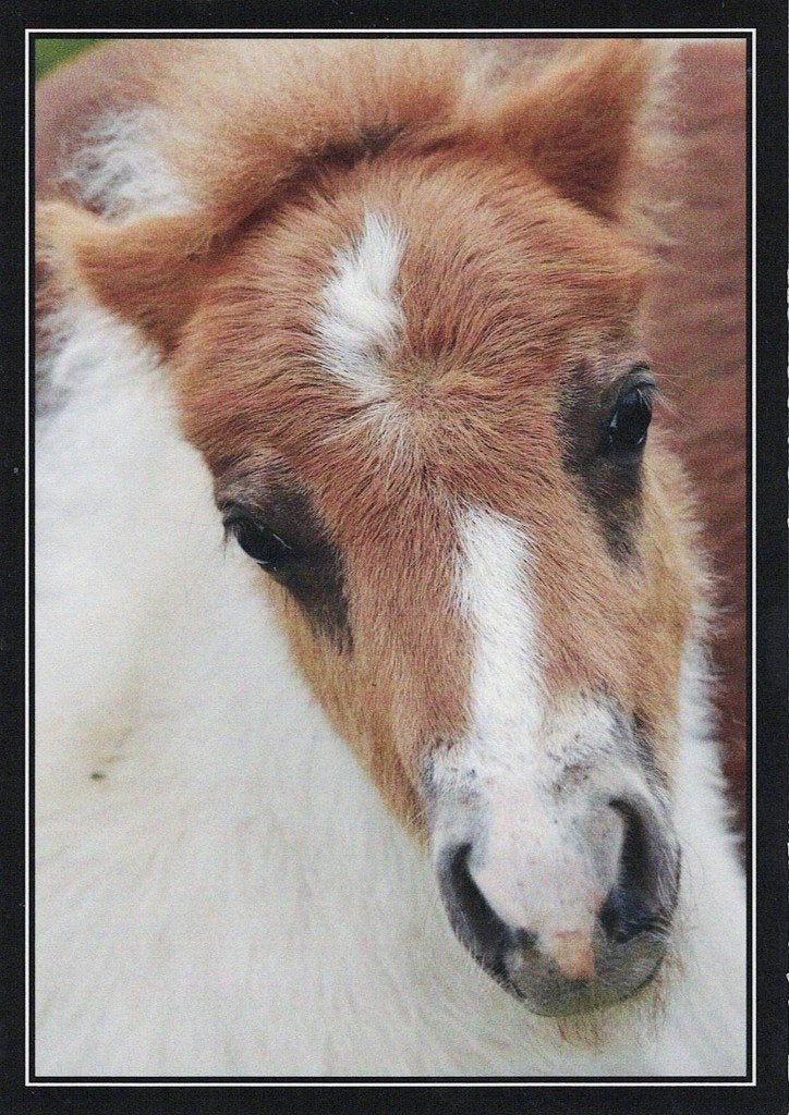 Mini Shetlandpony 547, Verzamelen, Ophalen of Verzenden, 1980 tot heden, Ongelopen, Paard