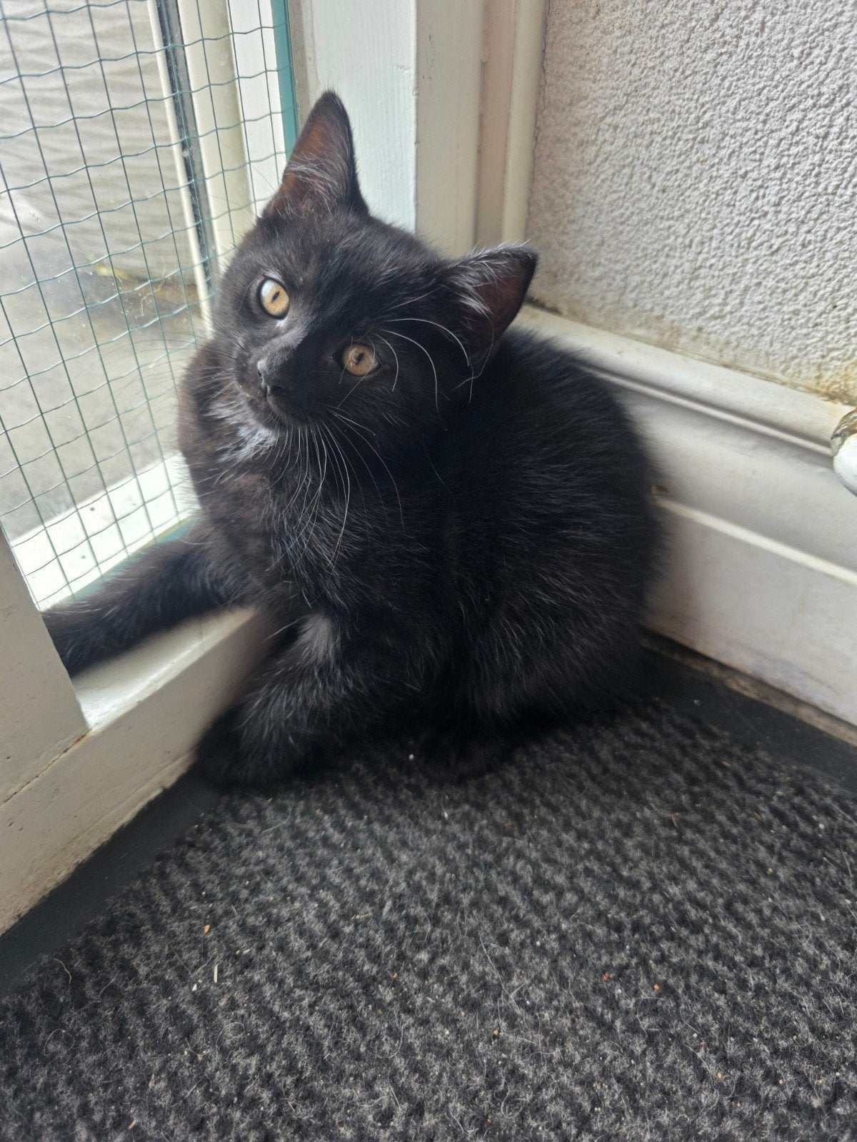 Kittens, Dieren en Toebehoren, Kater