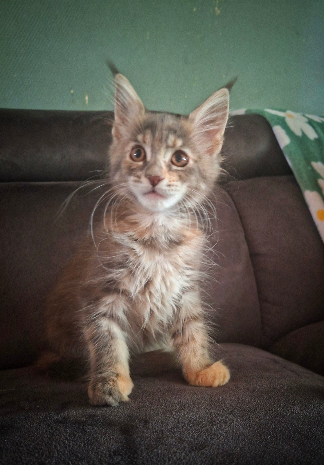 Maine Coon kittens, Dieren en Toebehoren, Katten en Kittens | Raskatten | Langhaar, Meerdere dieren, 0 tot 2 jaar