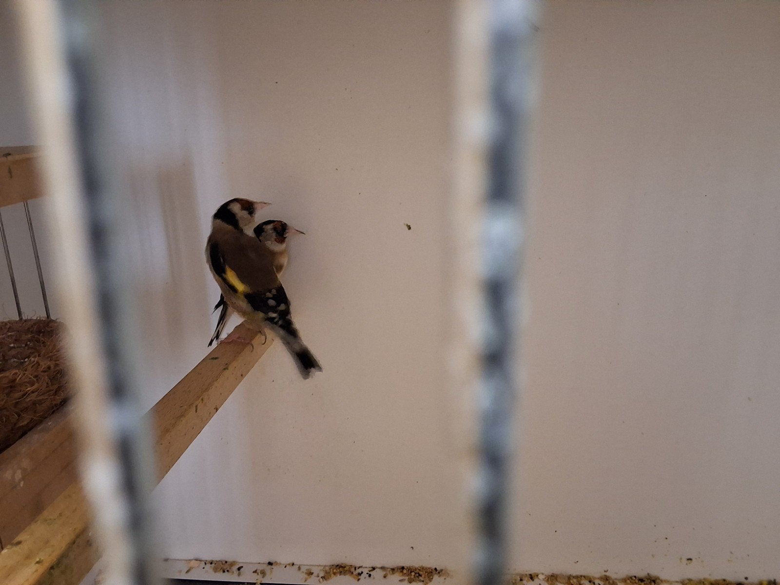 Prachtig broedrijp koppel parva putters 2025, Dieren en Toebehoren, Vogels | Overige Vogels, Meerdere dieren, Wildzangvogel, Geringd