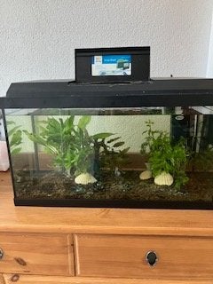 Juwel aquarium met pompje, verwarming, planten 60/30/38cm, Ophalen, Gebruikt, Gevuld zoetwateraquarium, Juwel