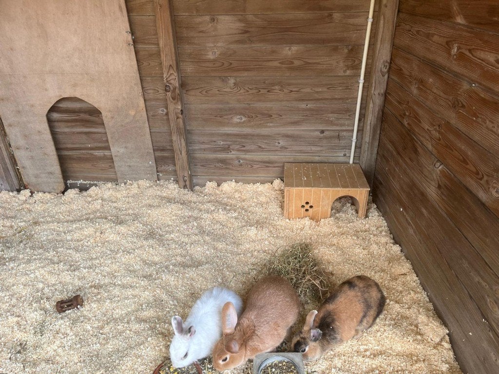 Konijnen, Dieren en Toebehoren, Konijnen, Meerdere dieren, Dwerg