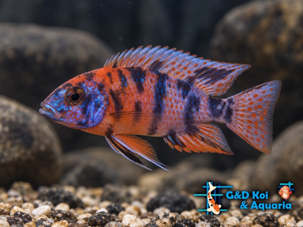 50 soorten Malawi cichlide, kleurige vissen , kom kijken!, Dieren en Toebehoren, Vis, Zoetwatervis