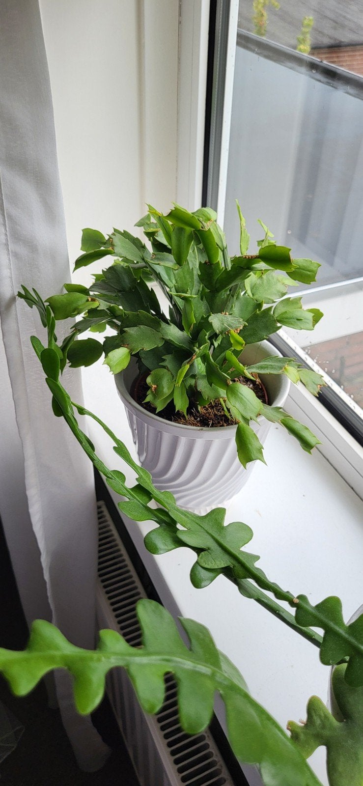 lidcactus, Ophalen, Halfschaduw, Minder dan 100 cm