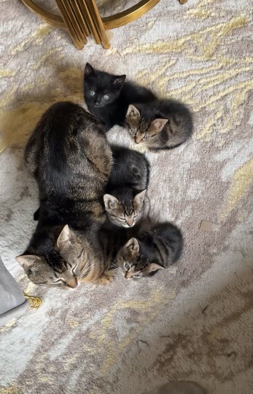 Hele Lieve Poesjes en een Kat, Dieren en Toebehoren, Poes, Langharig