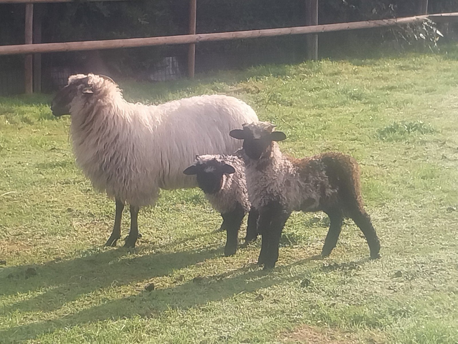walliser schaap met 2 lammeren, Dieren en Toebehoren
