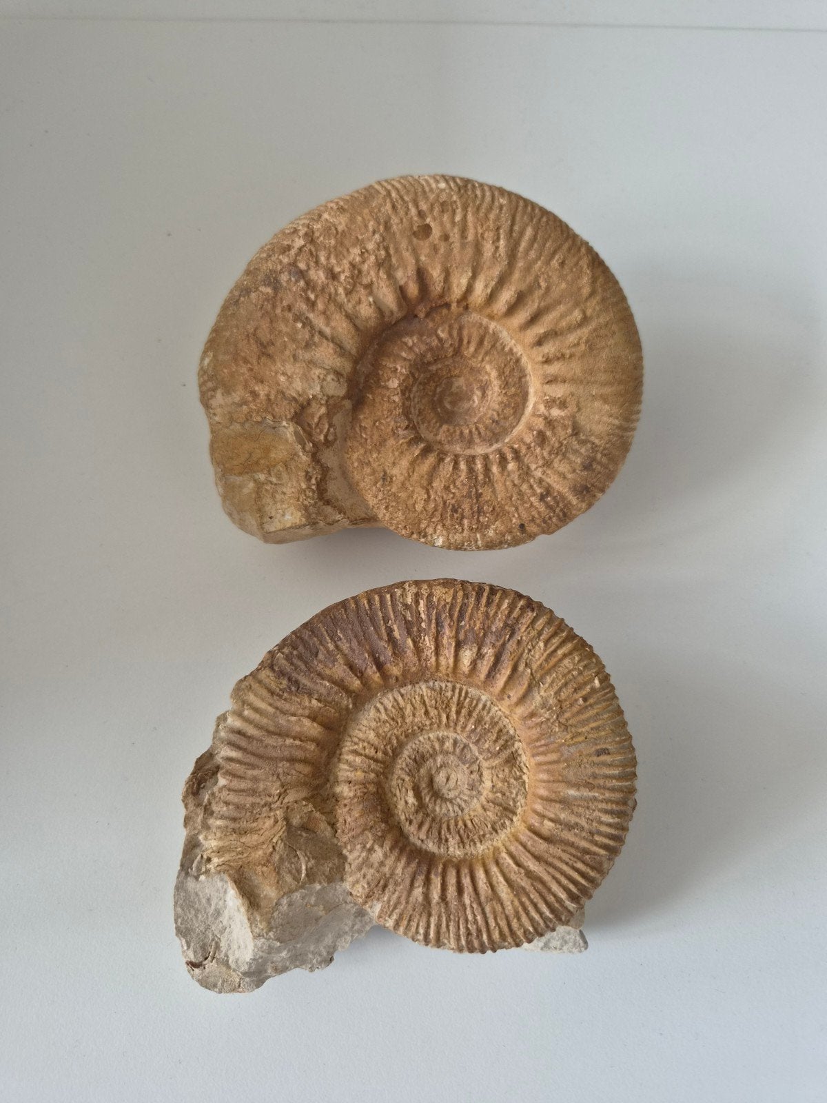 Set van 2 fossiele ammonieten, Verzamelen, Mineralen en Fossielen, Fossiel, Ophalen of Verzenden