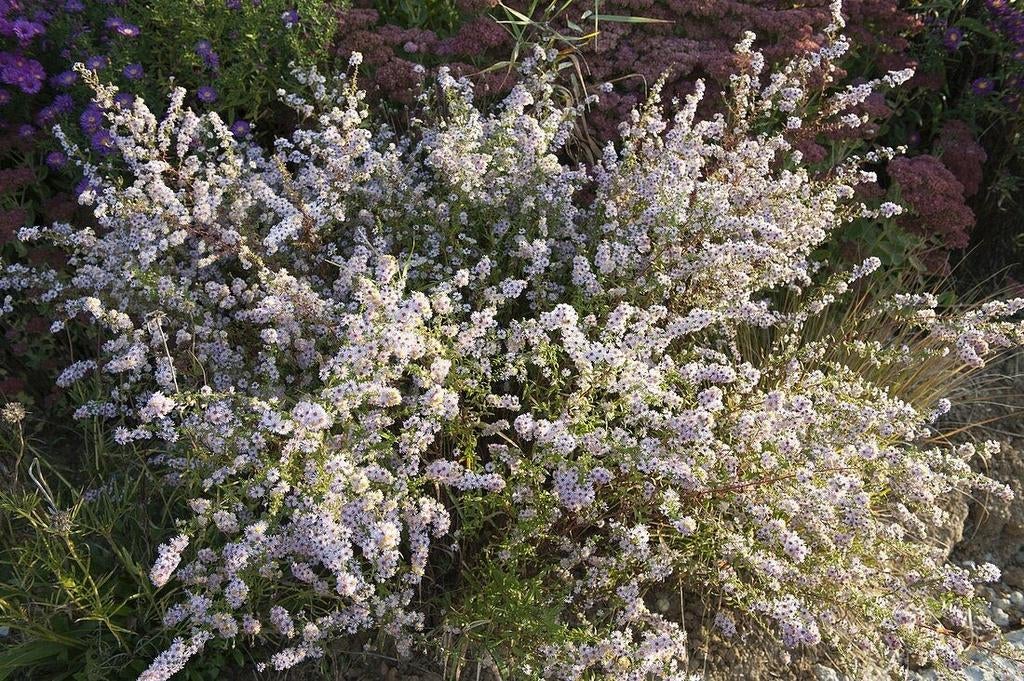 12 Aster ericoides 'schneetanne' , heideaster, p9 pot, Tuin en Terras, Planten | Tuinplanten, Ophalen, Herfst, Vaste plant, Overige soorten