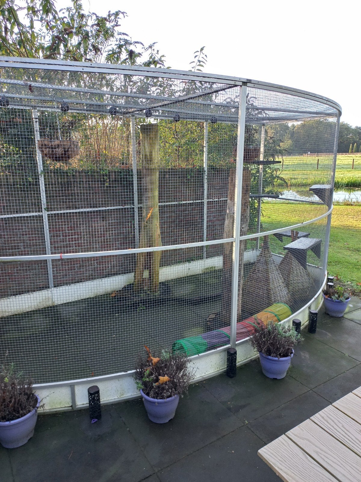 Grote kattenren, Ophalen