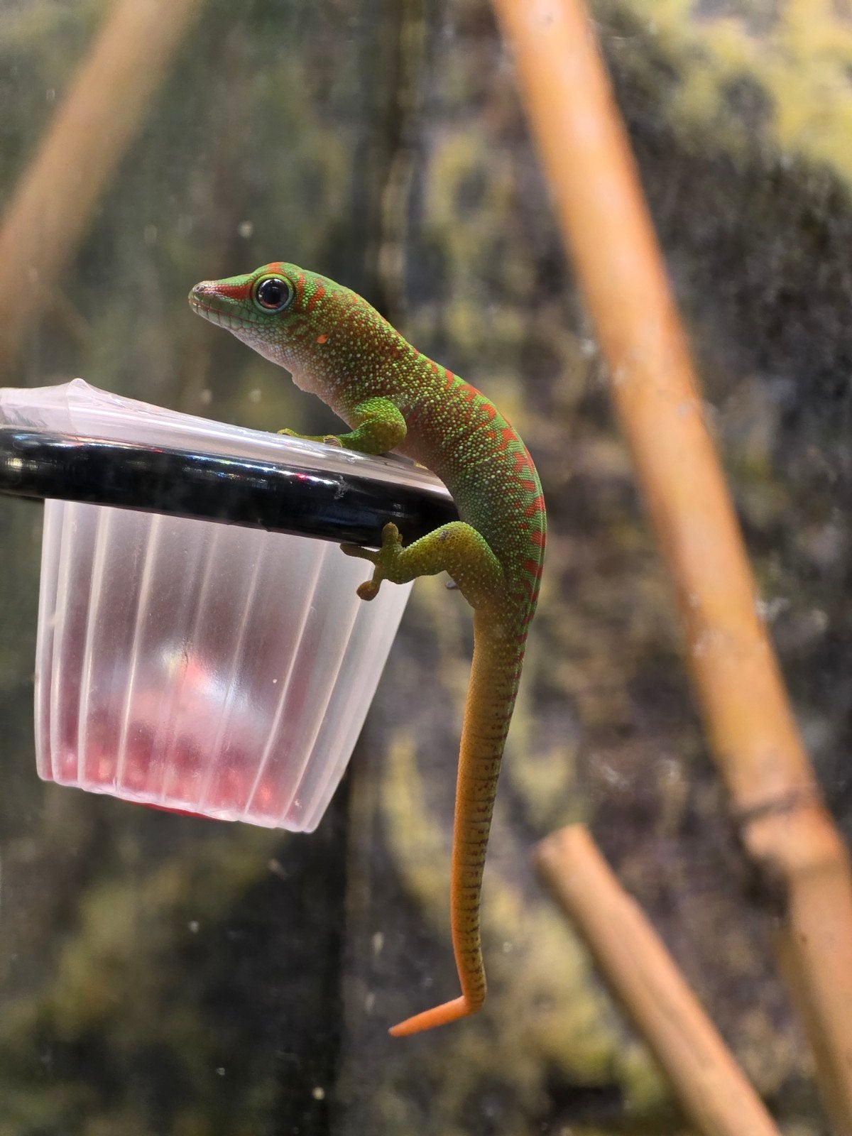 Phelsuma Grandis (high red) - Daggekko - Day gecko, Dieren en Toebehoren, 0 tot 2 jaar