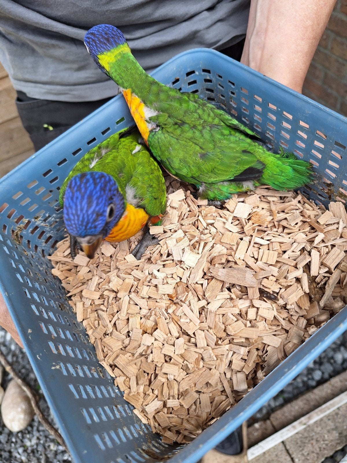 Te koop: lori vd blauwe bergen, Dieren en Toebehoren, Vogels | Parkieten en Papegaaien, Papegaai, Geringd