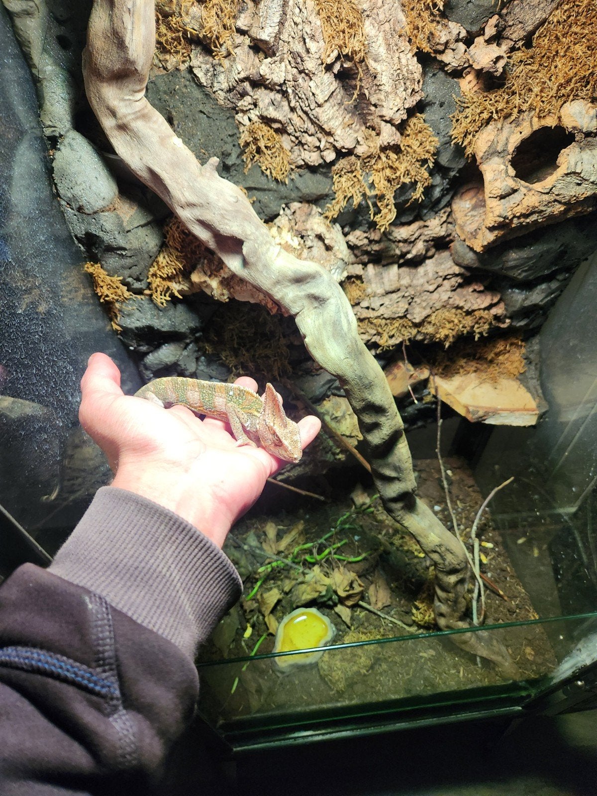 jemen kameleon met terrarium. Chameleon photo 5
