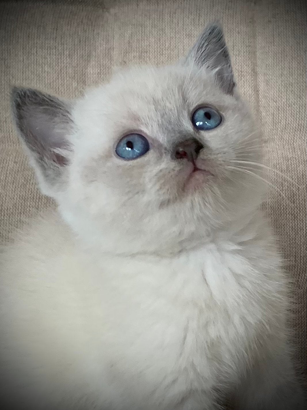 Brits Korthaar kittens blue point ., Dieren en Toebehoren, Meerdere dieren, Ontwormd, 0 tot 2 jaar