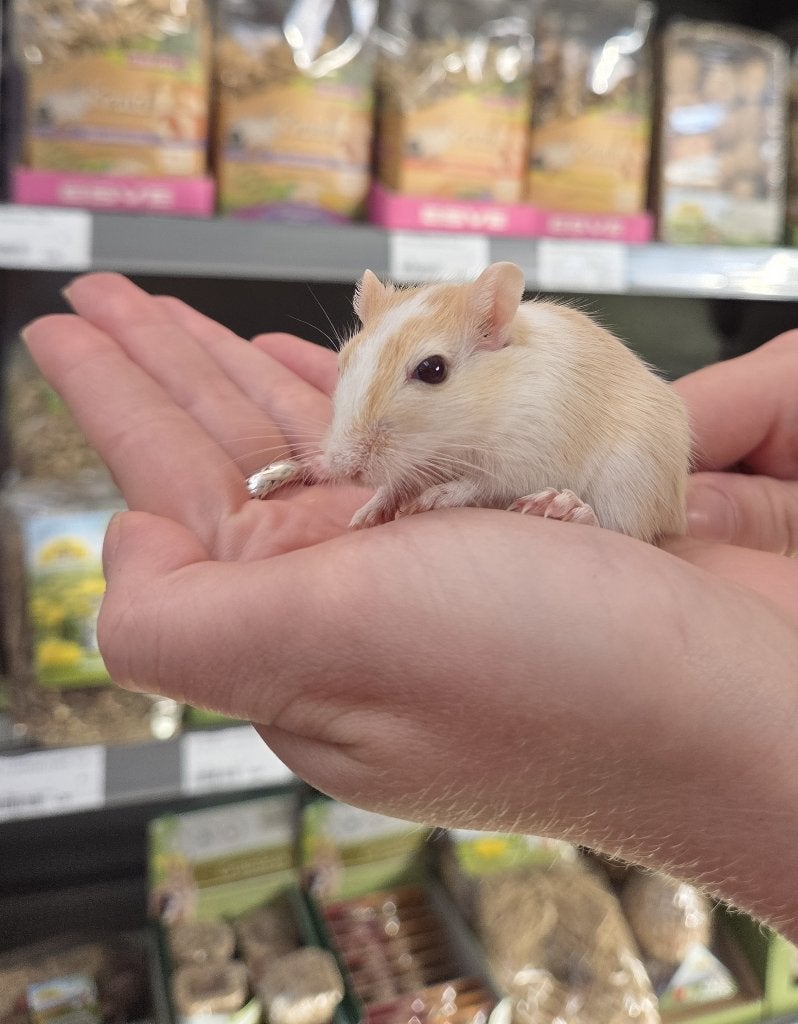 Te koop Gerbils, Juli, Vrouwelijk, Overige typen