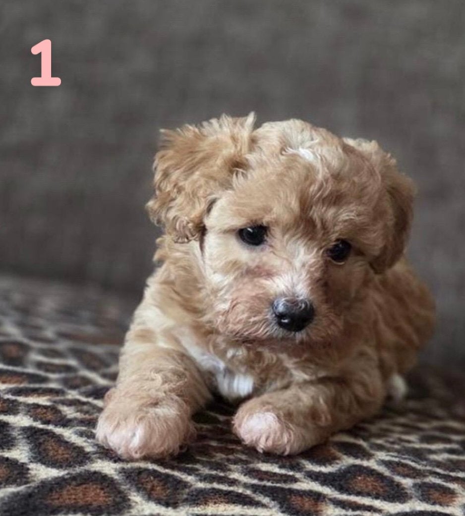 Maltipoo pup teefje, Dieren en Toebehoren, Parvo, Overige rassen, 8 tot 15 weken, Teef