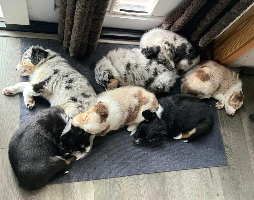 Lieve, sociale Bordercollie x Australian Shepherd pups, Dieren en Toebehoren, Honden | Herdershonden en Veedrijvers, Sheepdog