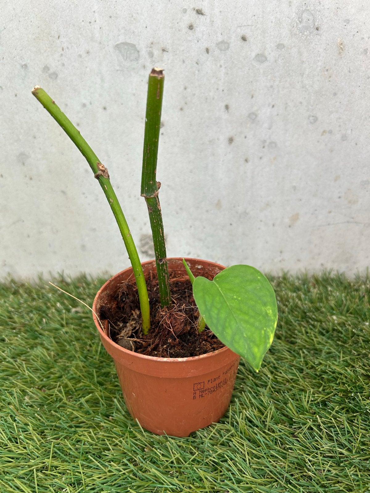Stekjes van Scindapsus Aureum (Epipremnum Aureum), Huis en Inrichting, Kamerplanten, Ophalen, Overige soorten, Halfschaduw, In pot
