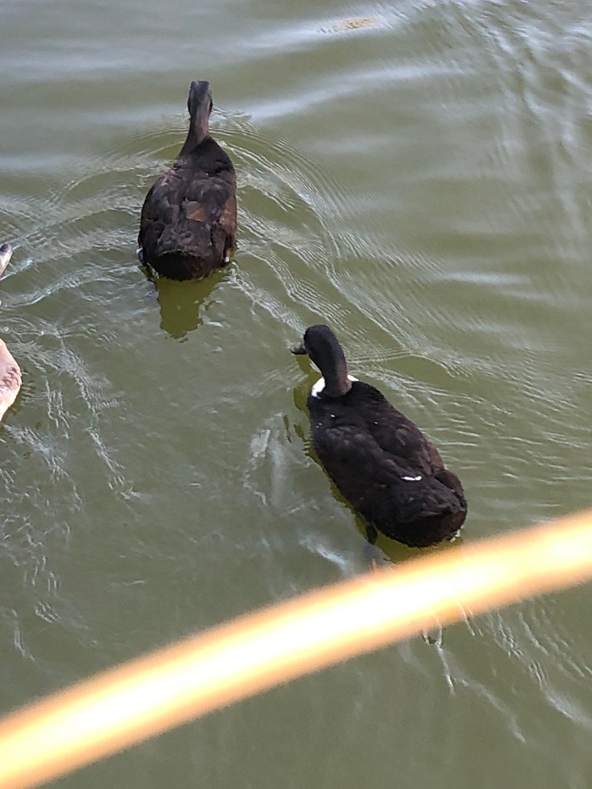 5 Zwarte raszuivere Indische loopeenden - samen 50,-, Dieren en Toebehoren, Pluimvee, Meerdere dieren, Eend