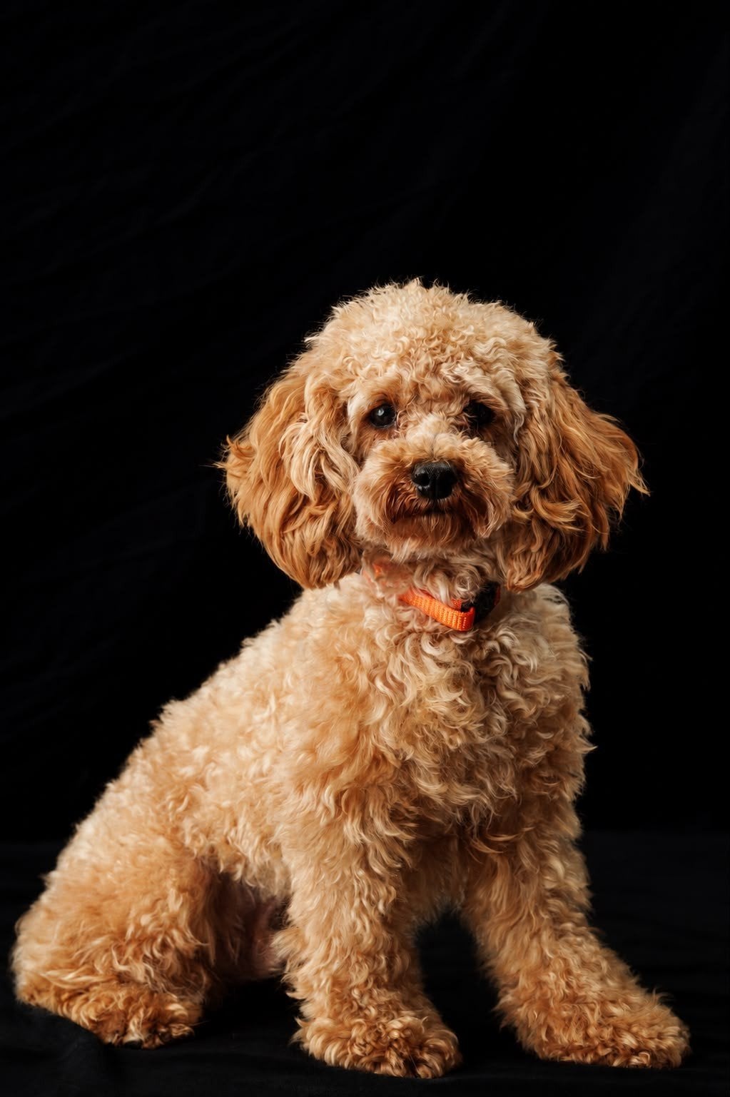 Toy poedel dek reu (NIET te koop), Reu, 1 tot 2 jaar, Eén hond, CDV (hondenziekte)