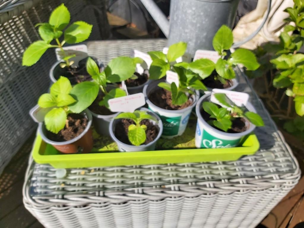 Stekken vaste tuinplanten, Tuin en Terras, Ophalen, Overige soorten, Halfschaduw