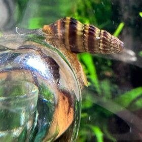 Anentome helena/ slaketende slak, Dieren en Toebehoren, Vissen | Aquariumvissen, Slak of Weekdier, Zoetwatervis