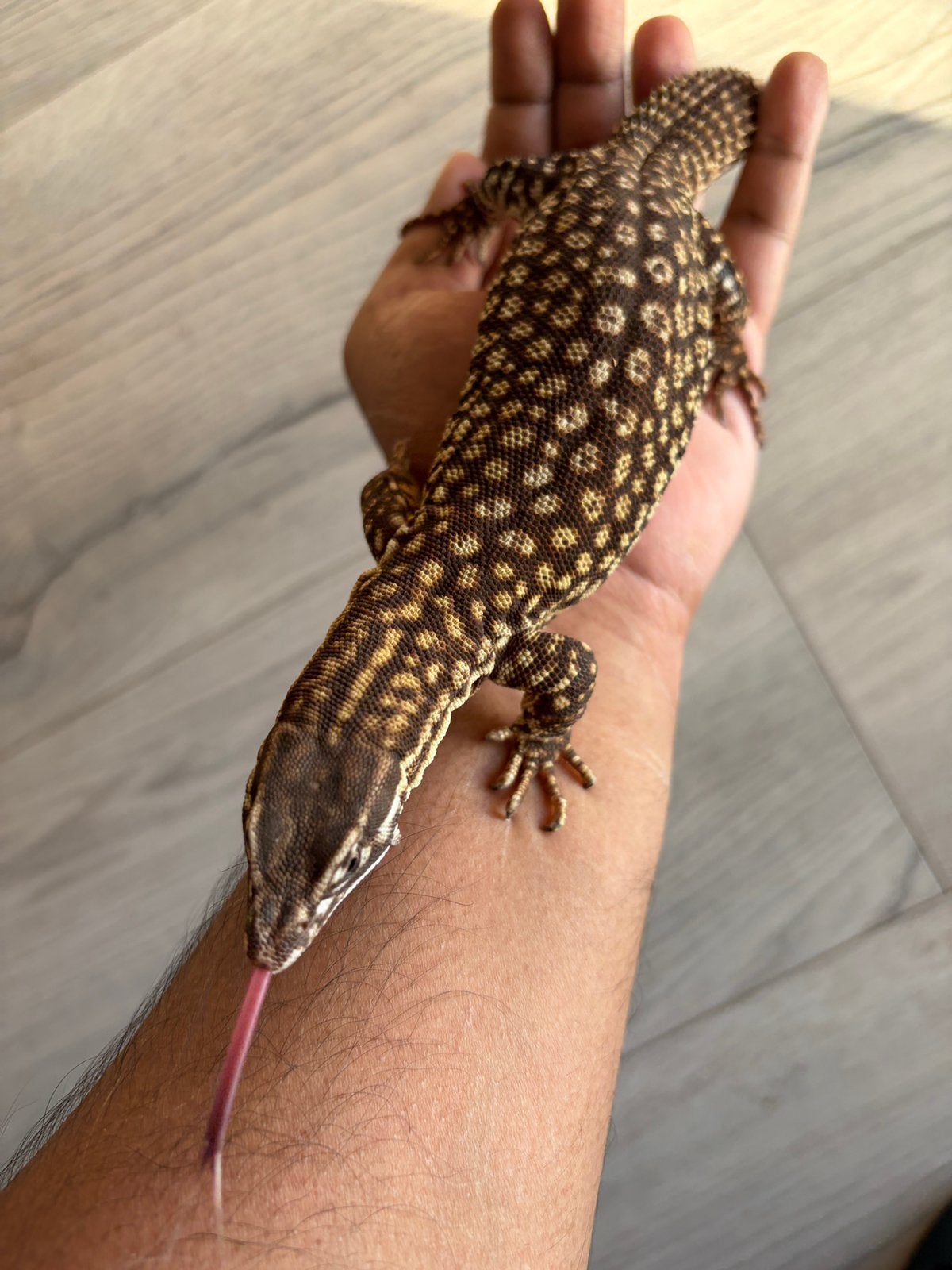 Ackie Monitor(Varanus acanthurus) Monitor Lizard - unknown for sale from David