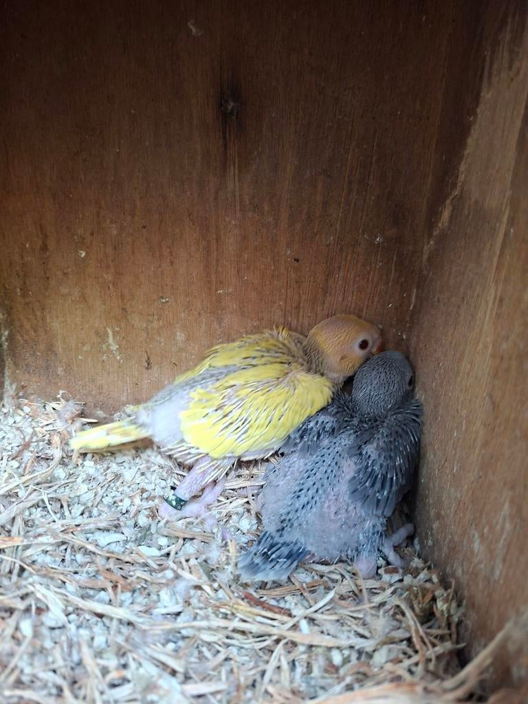 Baby's halsbandparkieten, Dieren en Toebehoren, Vogels | Parkieten en Papegaaien, Geslacht onbekend, Parkiet, Geringd