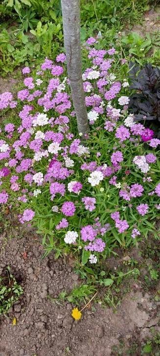 Iberis mix, Ophalen of Verzenden, Voorjaar, Volle zon, Zaad