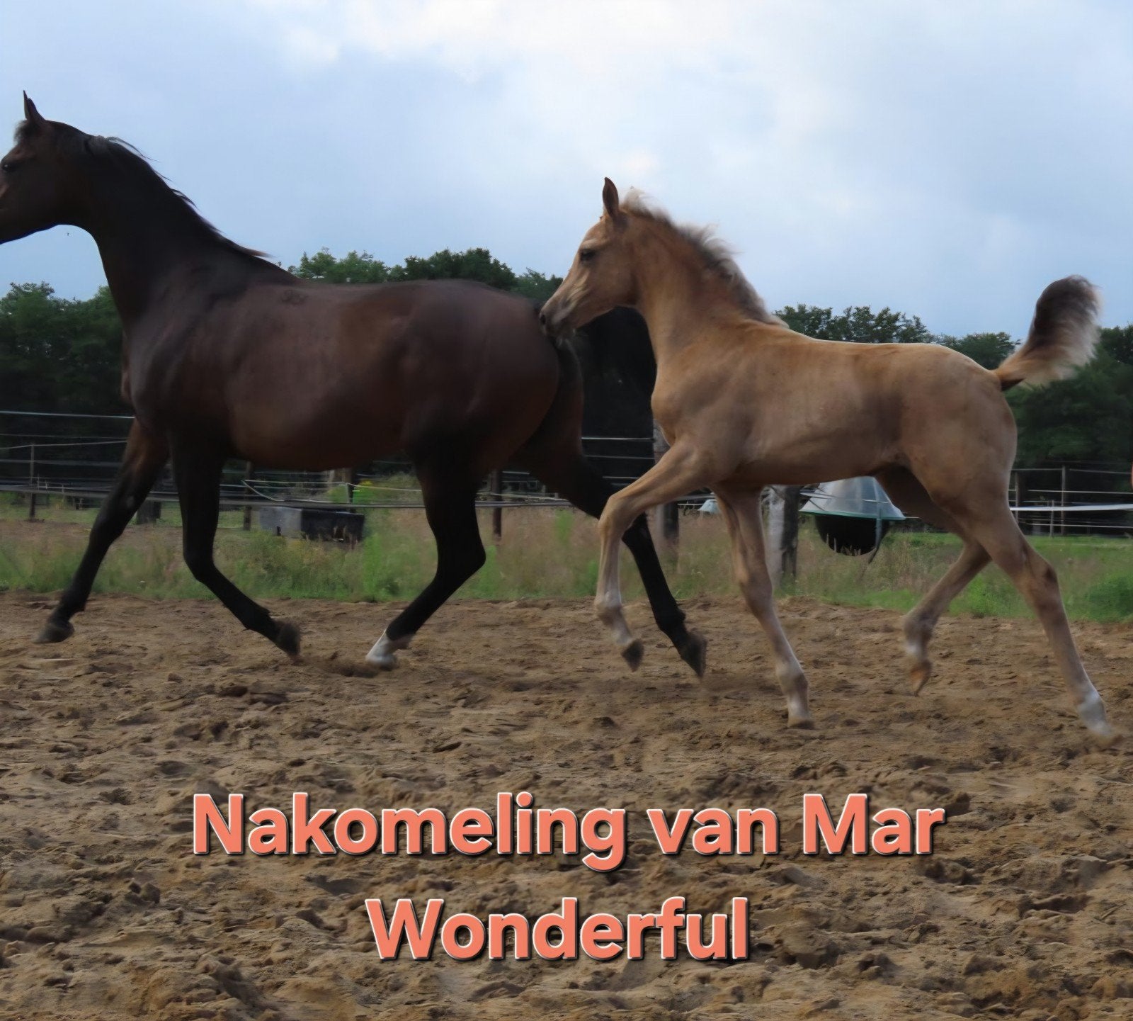 Foto 5 van NRPS Stermerrie cremello en Pools volbloed arabier merrie