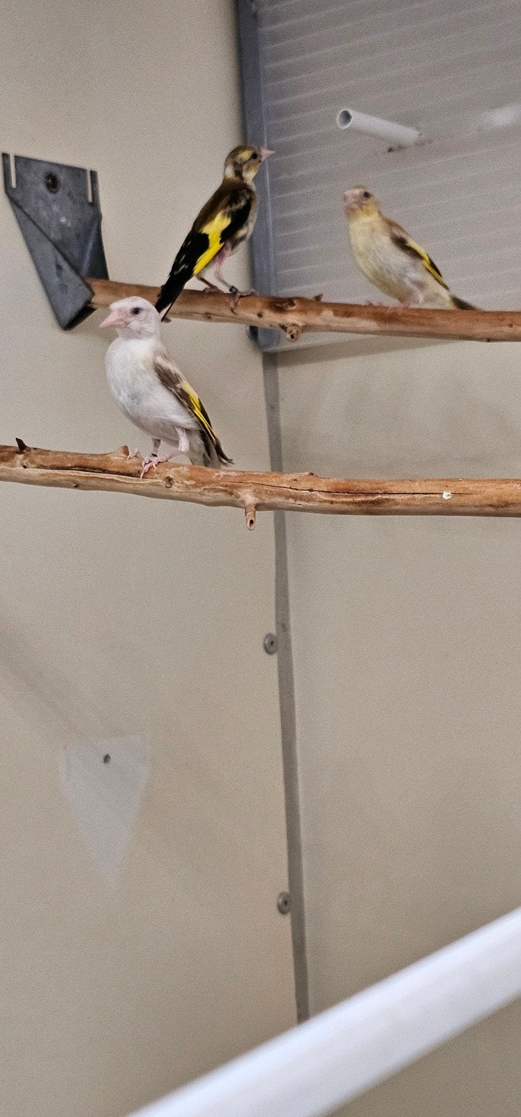 parva mooie Klein van 2026, Dieren en Toebehoren, Vogels | Kanaries, Mannelijk, Bastaard
