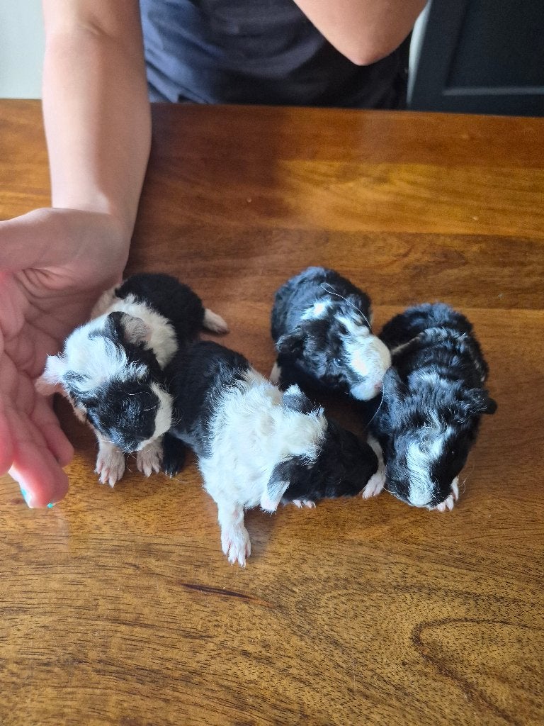 Tessel cavia babys zeugje, Dieren en Toebehoren, Cavia, Vrouwelijk, Tam, September