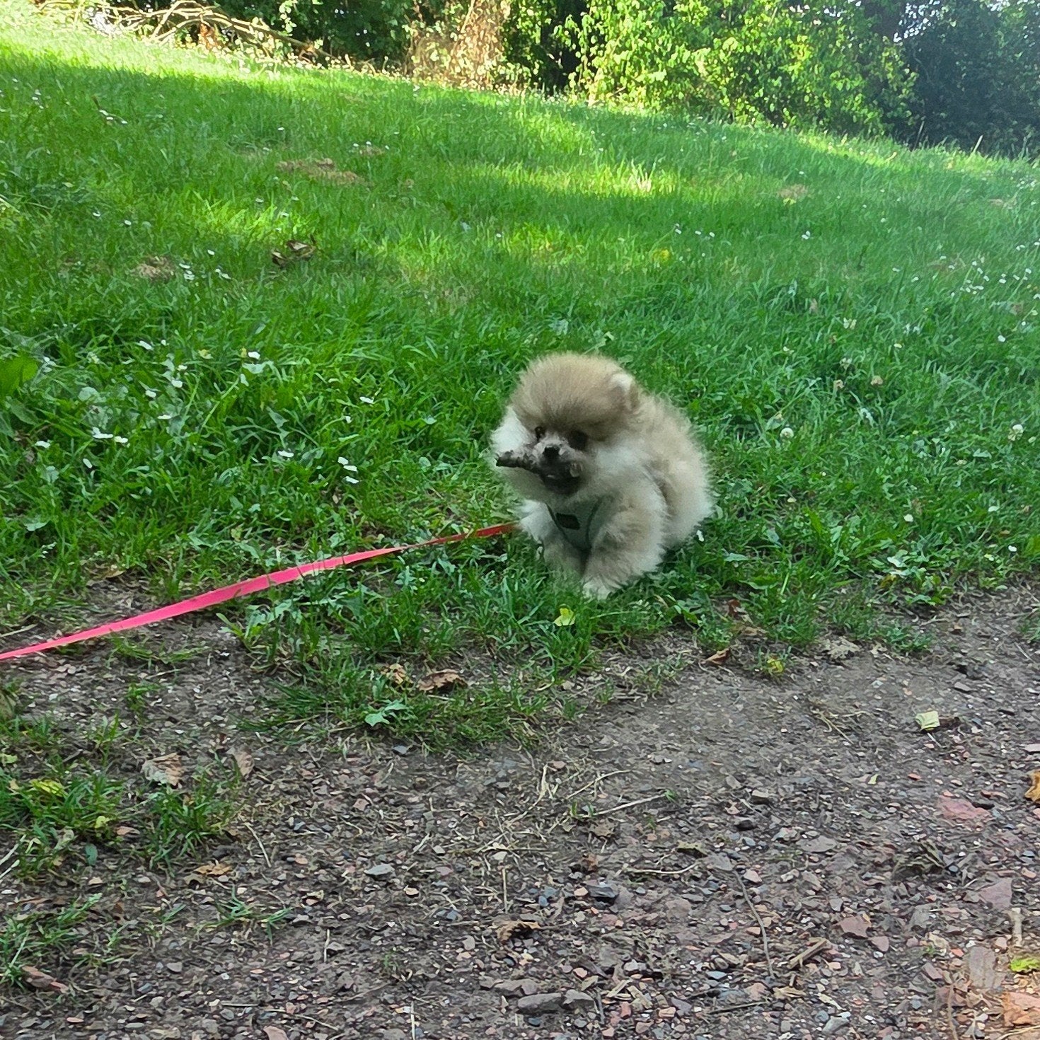 Pomeriaan | pomeranian | dwergkees pup bearface teefje mini, Dieren en Toebehoren, Fokker | Hobbymatig, Keeshond, 15 weken tot 1 jaar