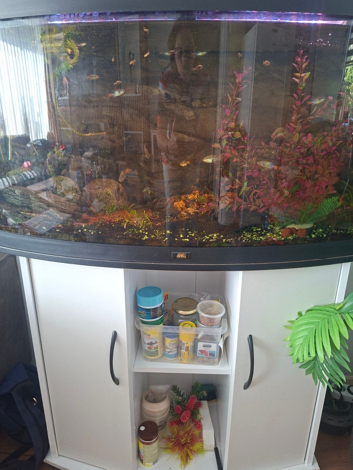 juwel aquarium, Ophalen, Gebruikt, Inclusief vissen, Gevuld zoetwateraquarium