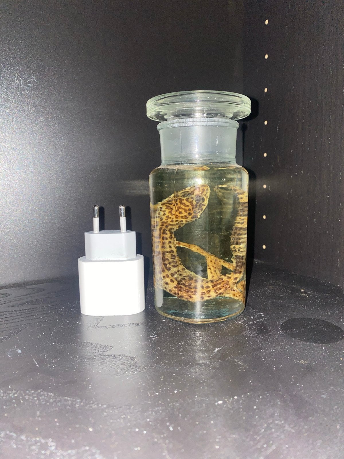 Geprepareerde luipaardgekko op sterk water, Verzamelen, Dierenverzamelingen, Zo goed als nieuw, Opgezet dier, Reptiel of Amfibie