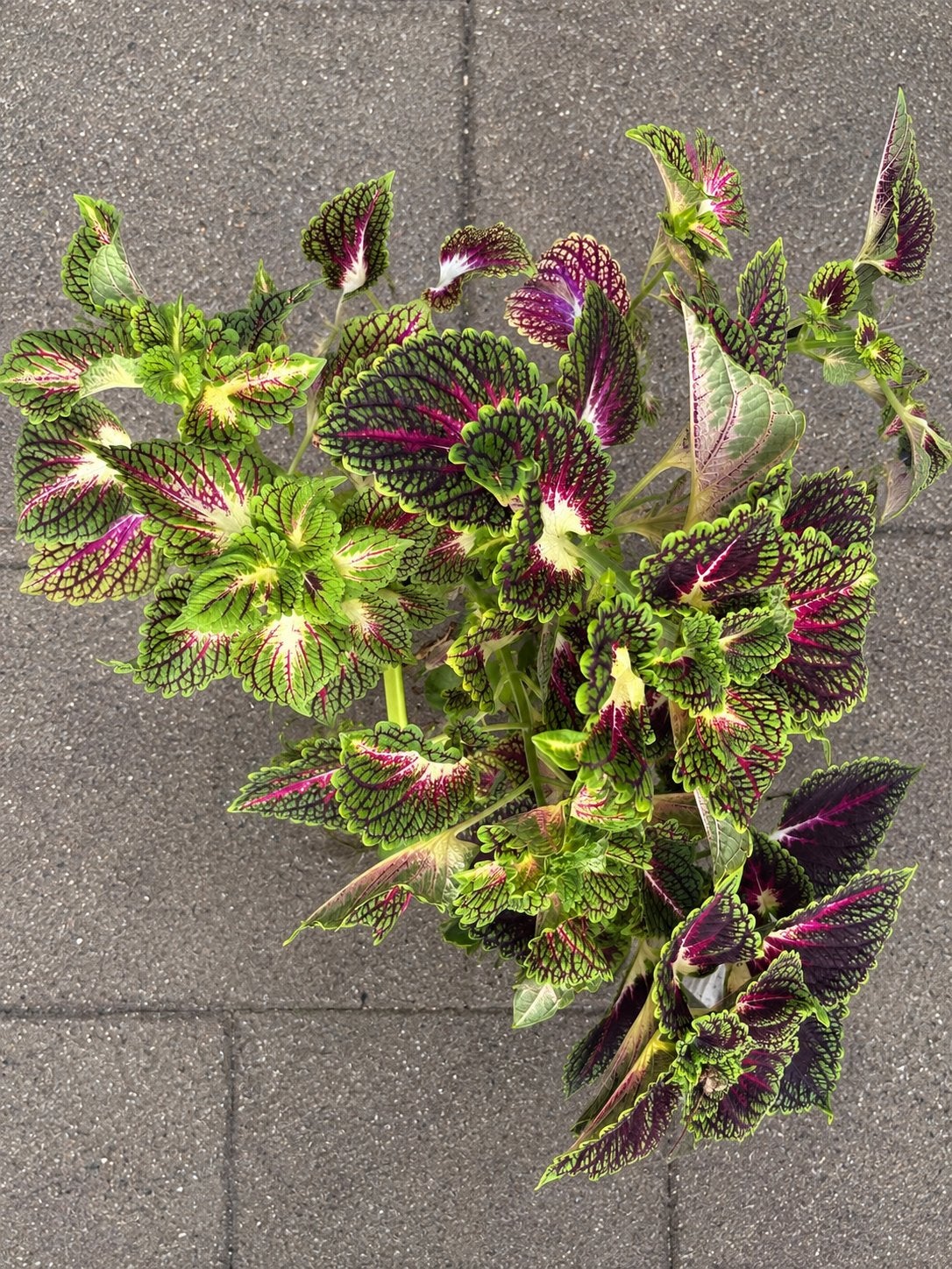 Siernetel (Coleus) - kamerplant, grote kamerplant, Ophalen, Overige soorten, Halfschaduw, In pot