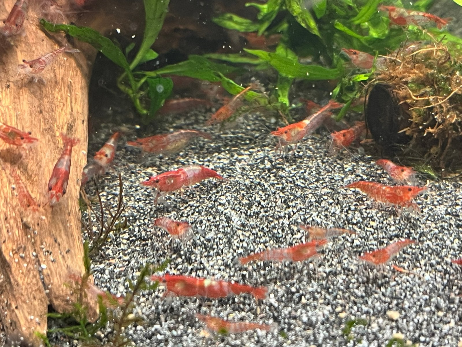 Red rilli garnalen, Dieren en Toebehoren, Kreeft, Krab of Garnaal
