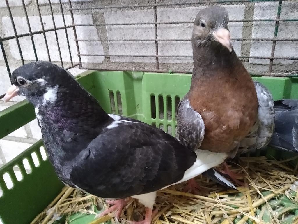 Te koop jonge sierduiven, Meerdere dieren, Overige soorten