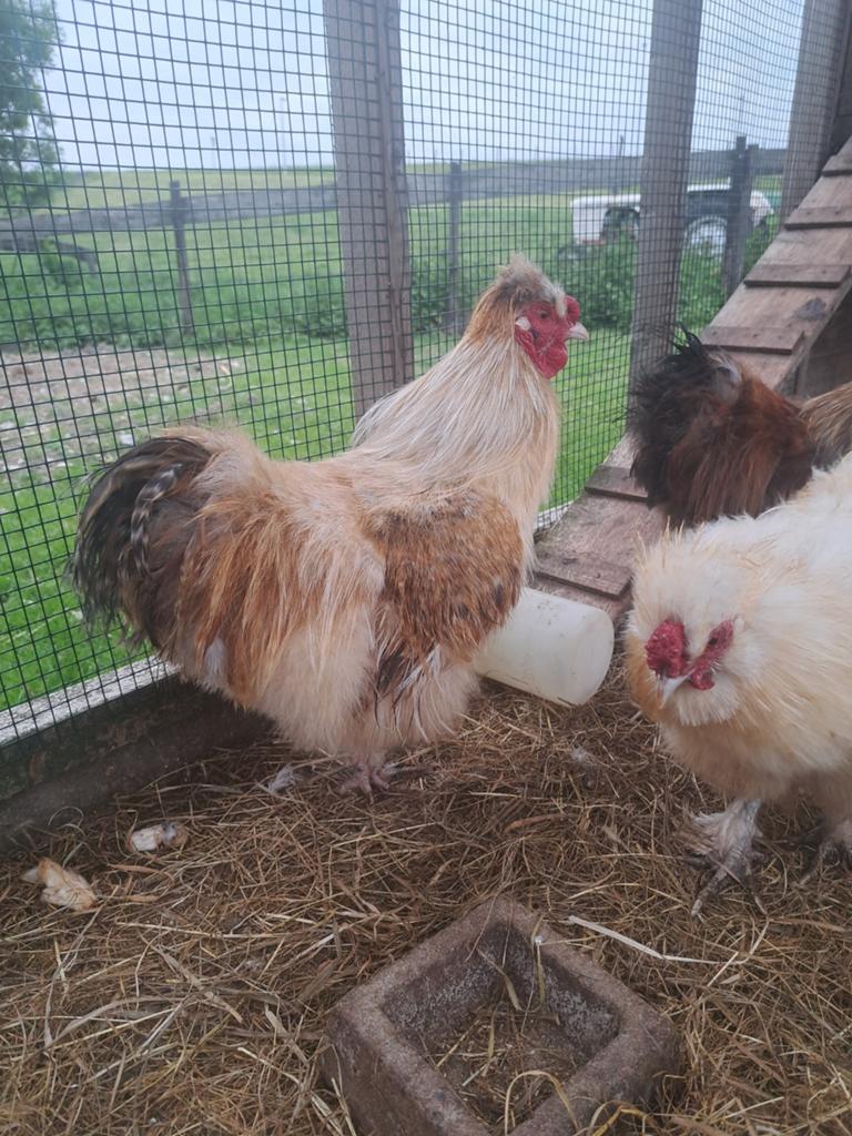 Te koop zijdehoen hanen van 1 jaar oud, Dieren en Toebehoren, Pluimvee, Mannelijk, Kip