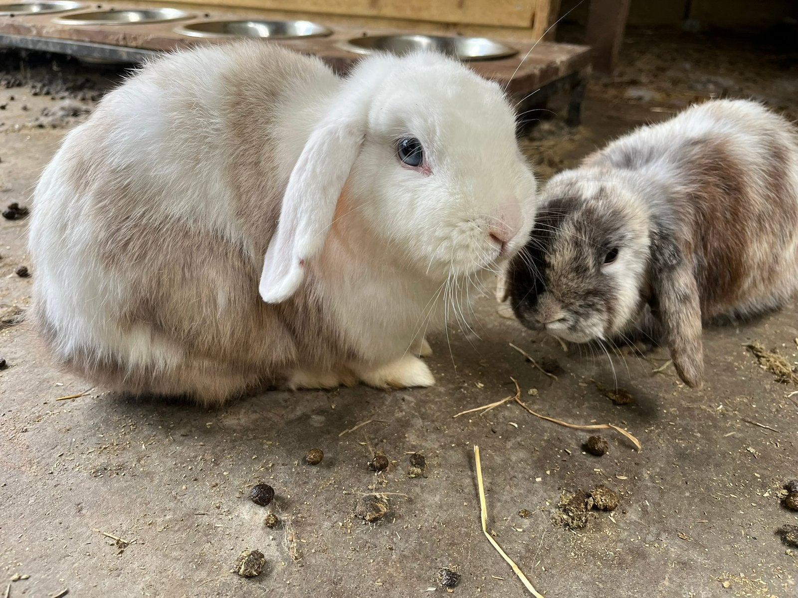 Diverse konijntjes beschikbaar in de opvang, Meerdere dieren