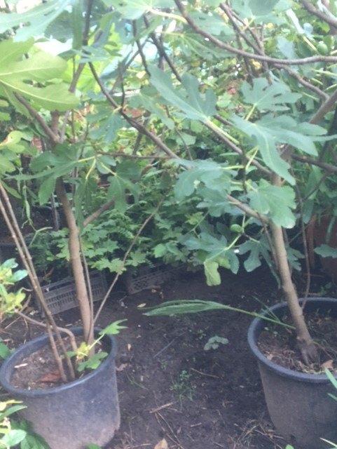 Vijg, Ophalen, Overige soorten, Struik, 100 tot 250 cm