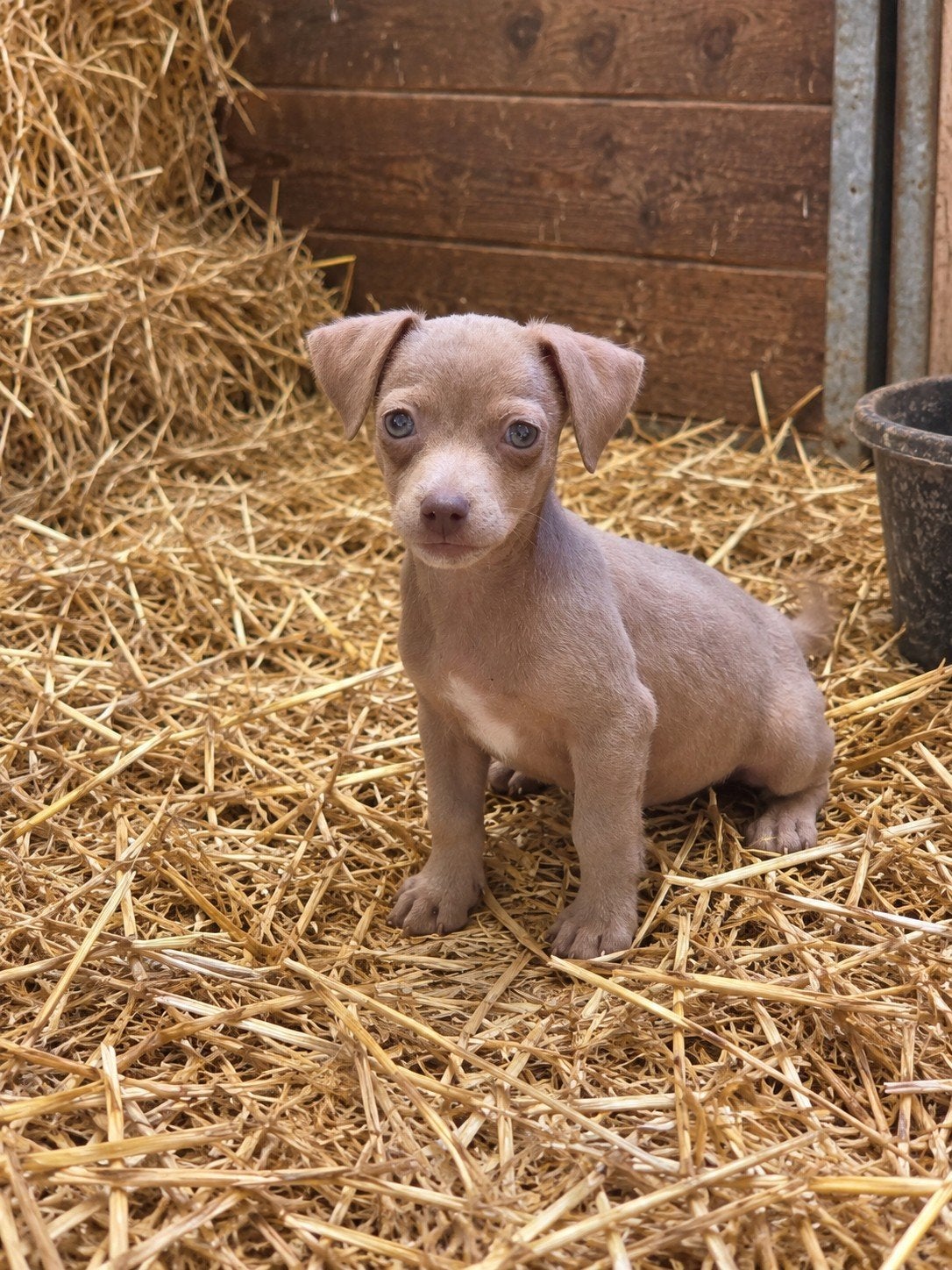unieke laagbenige jack russel pup, Dieren en Toebehoren, België, Fokker | Hobbymatig, Jack Russell Terriër, CDV (hondenziekte)