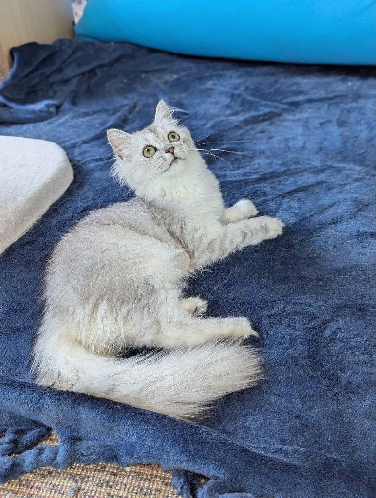 British Longhair Silver Shaded - Moeder Ragdoll -Super lieve, Meerdere dieren, Ontwormd, 0 tot 2 jaar