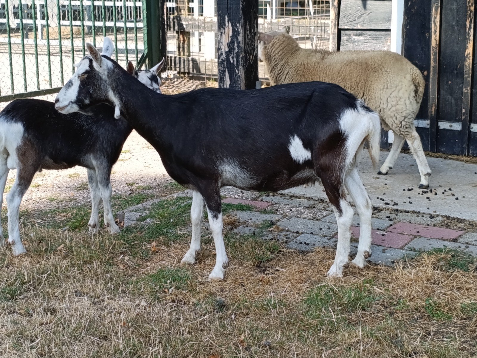 mooie grote geit., Dieren en Toebehoren, Vrouwelijk, Geit, 3 tot 5 jaar
