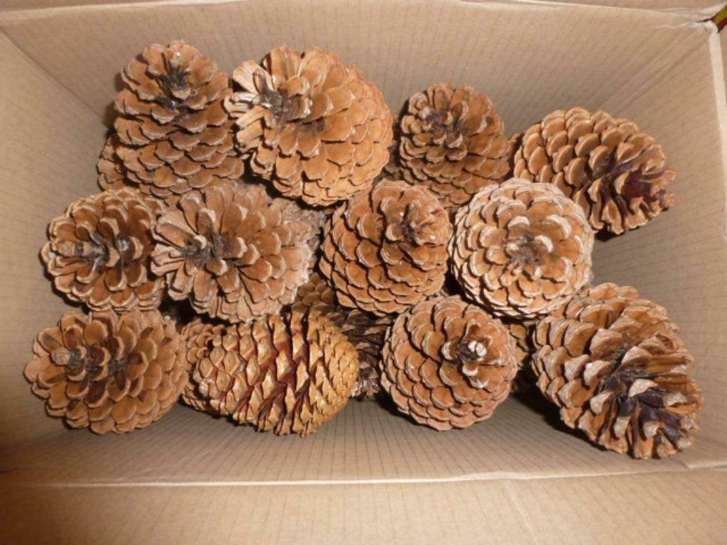4 x 30 super super mooie extra lichte dennenappels 12 cm (3), Hobby en Vrije tijd, Knutselen, Ophalen of Verzenden, Nieuw