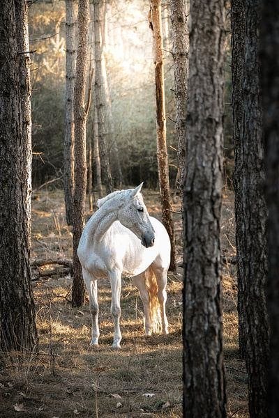 Gezocht: fijne plek voor 1-2 paarden Leersum/Amerongen/Elst, Dieren en Toebehoren, Stalling, 1 paard of pony
