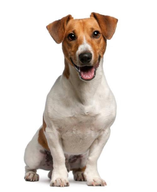 5 Sterren huisje aangeboden voor Jack Russel, Dieren en Toebehoren, Jack Russell Terriër, Reu, 1 tot 2 jaar, Eén hond