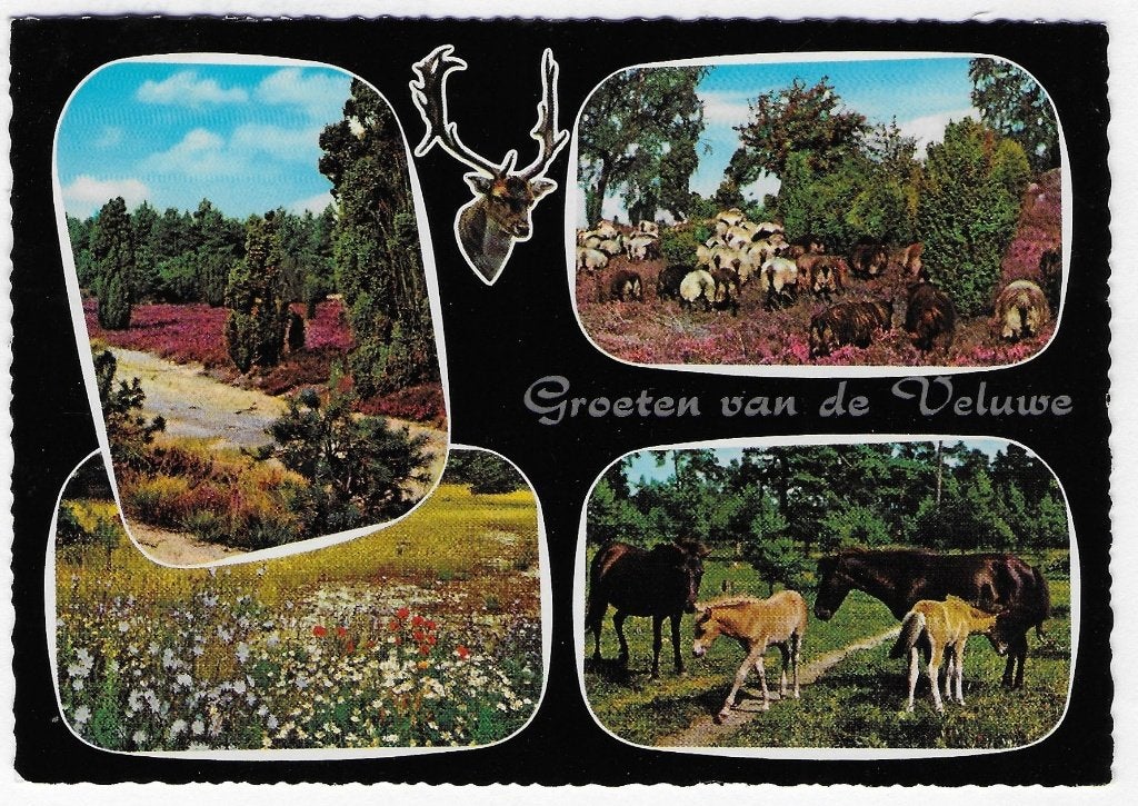 Veluwe Eerbeek gelopen ansichtkaart (B 2900), Ophalen of Verzenden, 1980 tot heden, Gelopen, Gelderland