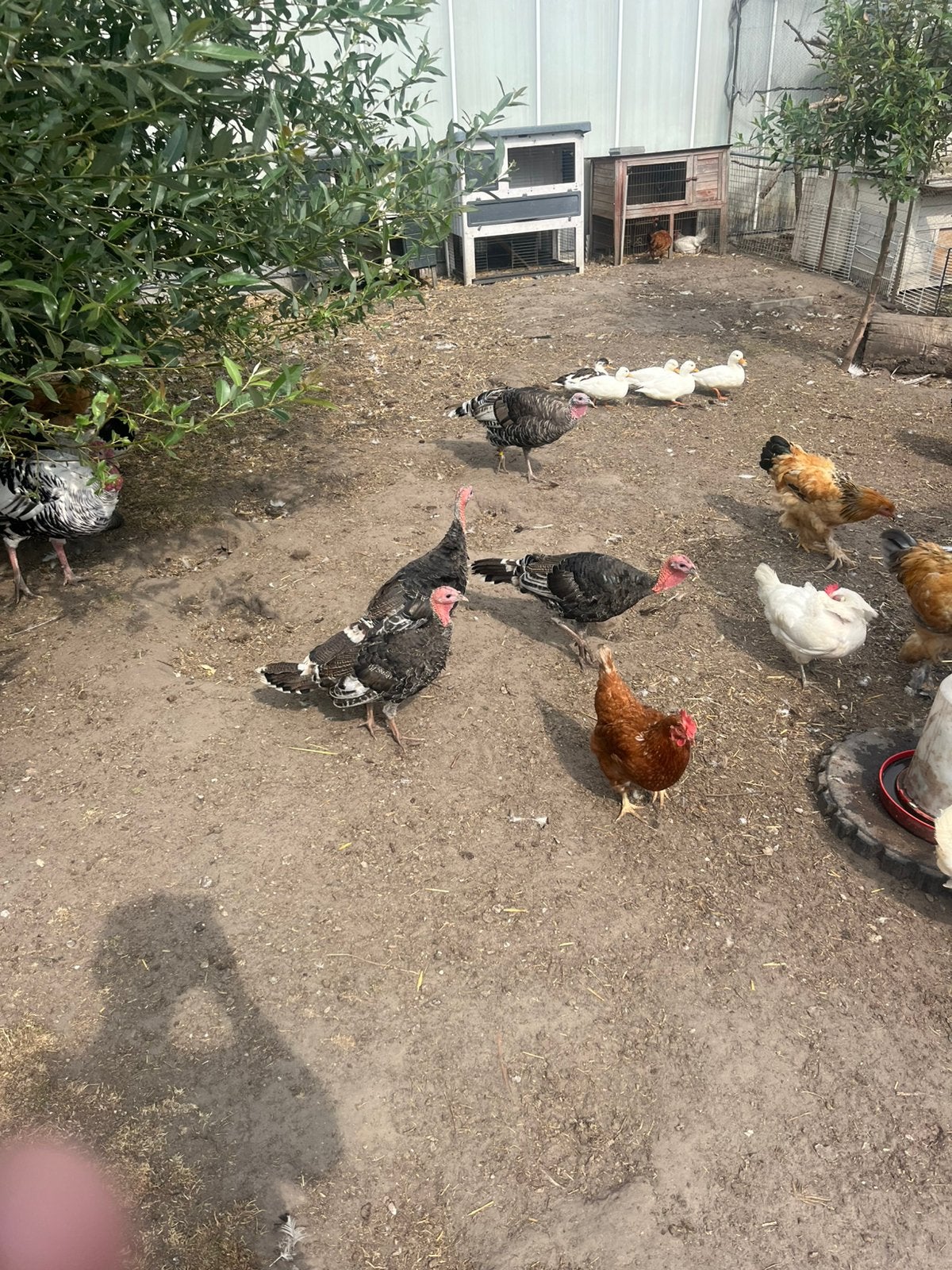 Jonge brons kalkoenen, Dieren en Toebehoren, Pluimvee, Meerdere dieren, Kalkoen