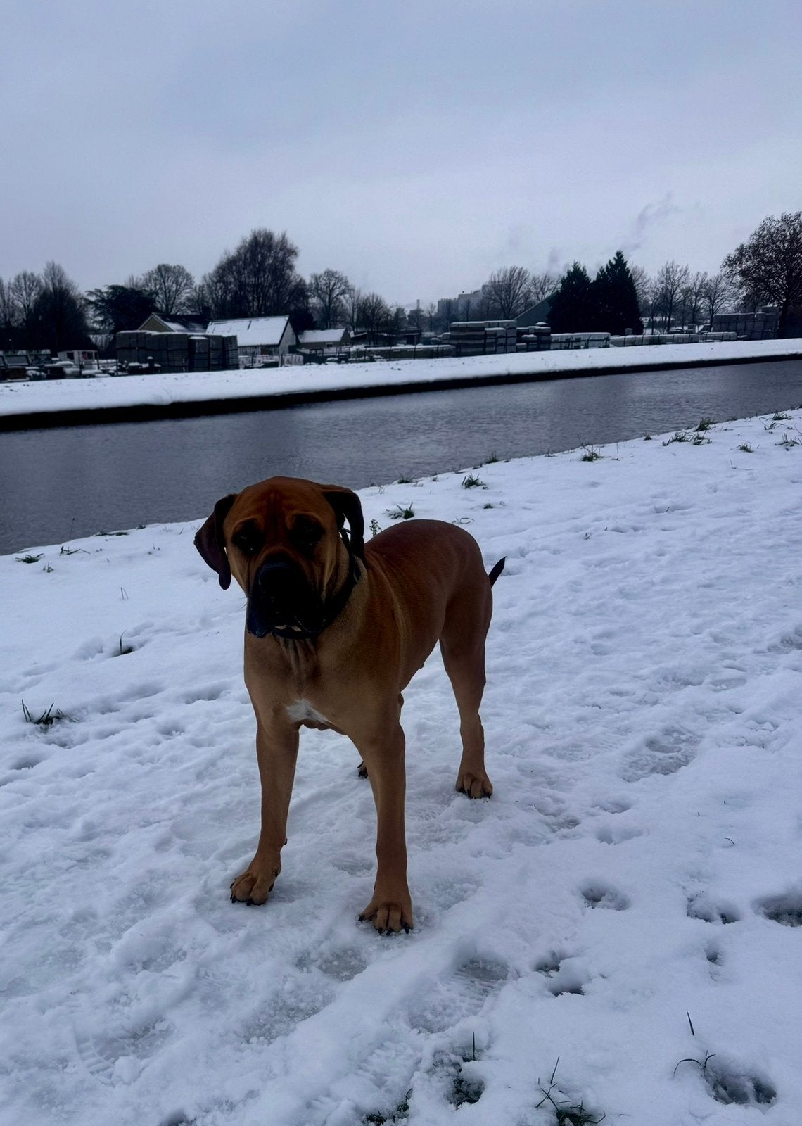 Boerboel, Dieren en Toebehoren, Reu, Groot, Eén hond, 3 tot 5 jaar